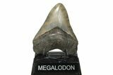 Serrated, Fossil Megalodon Tooth - South Carolina #181117-1